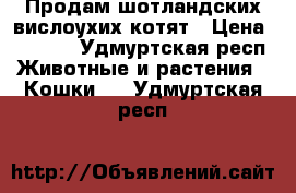 Продам шотландских вислоухих котят › Цена ­ 5 000 - Удмуртская респ. Животные и растения » Кошки   . Удмуртская респ.